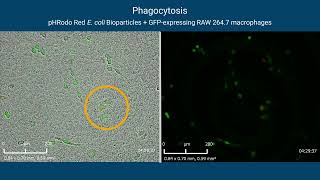 Real-time Phagocytosis Assays with RTCA eSight