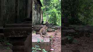 Funny group of Monkey Specail Clips  #shortvideos #Funnyvidoes #shortvideoformonkey 96