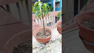 How to grow mango plants🌱🥭#travel #explore #mangoplant  #nature#viral #shorts#trending #youtubeshort