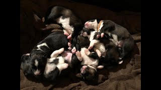 Puppies Introduction