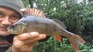 🎣 The Monday morning angling show, starring an all-perch cast