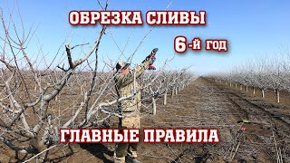 Правильная ОБРЕЗКА СЛИВЫ /6-й год после посадки/Опытный участок