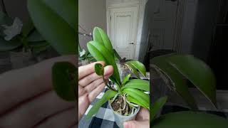 Новый орхо-вопрос)Цветонос с листочками🍃Your thoughts on leaves on a flower spike🧐