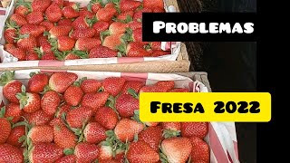 PROBLEMAS en el cultivo de fresa y posibles soluciones a largo plazo 2022