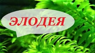 Элодея в аквариуме. Канадская, густолиственная, как сажать, под микроскопом, уход, размножение.