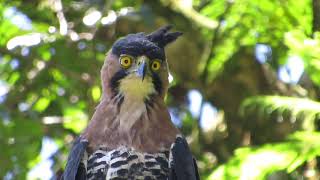 Águila Penachuda  | Ornate Hawk Eagle | Spizaetus Ornatus