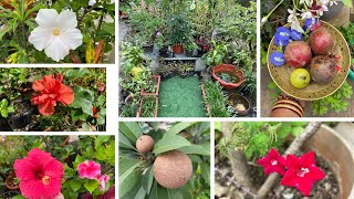 New cutting’s with update! Harvesting fruits,garden work & gardening tips !