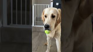 Golden Retriever's Struggles With Two Balls