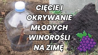 Cięcie i kopczykowanie młodych WINOROŚLI na ZIMĘ #winogron #виноград