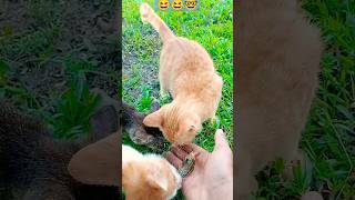 Tingkah Laku Kucing Oren Yang Bar bar lucu sekali #videoshorts .