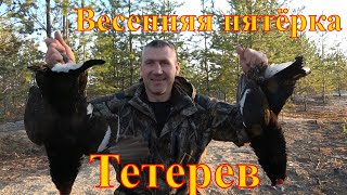 Весенняя пятёрка. Тетерев.