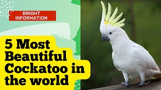 5 Most Beautiful cockatoo  species in the world#birds