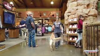 Golden Retriever Training Phoenix I Best Golden Retriever Trainers Arizona I All-American K-9