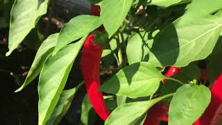 ORGANIC VEGETABLE GARDEN TOUR  || BEAUTIFUL FLOWERS