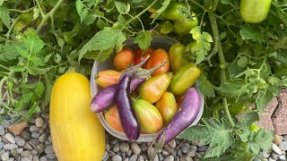 HARVESTING MY BACKYARD GARDEN WITH MY KIDS