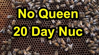 No Queen - 20 Days After Nuc Installed