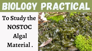 To Study the NOSTOC Algal Material || Botany Practical || Biology || Learning practicals