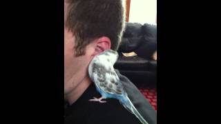 Baby budgie preening squeaks