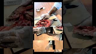 Dissection of Fish 🐠 #science #anatomy #nature #shorts #shortvideo #shortsfeed #biology #animals