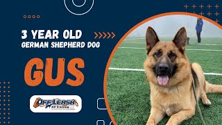 German Shepherd, 5y/o, "Gus" | Amazing GSD Obedience Training Spokane