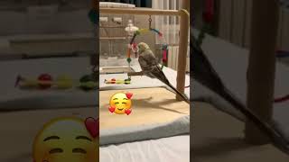 Salıncak Keyfi #birds #parrot #budgies #cute