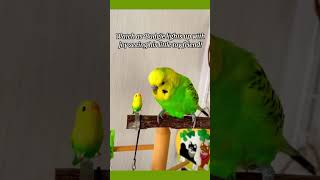 Budgie's Adorable Reaction to His Favorite Toy! 🐦❤️ #birds #viral #parakeet #parrot #shorts