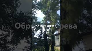 Обрезка деревьев любой сложности,Город Актобе.⚠️⚠️⚠️