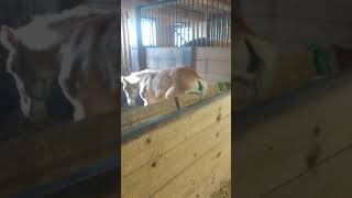 A Foal Learns the Value of a Butt Scratcher