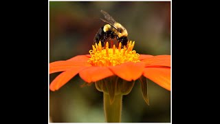 What is worse on your home than termites? Carpenter Bees!!!