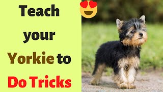 How to Train a Yorkshire Terrier to do Tricks