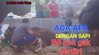 CARA MENANGANI SAPI MAU MELAHIRKAN BAGI PEMULA