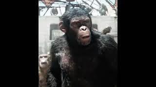 Same ape after 300 years…. - Planet Of The Apes edit