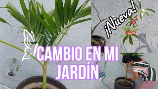 PROBLEMA con mi PALMERA😮🌴/¿CÓMO LO ARREGLO?🤔/Tengo NUEVA MACETA😃