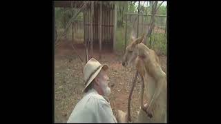 Kangaroo vs Human fighting