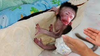 newborn baby monkey wanted Dad..