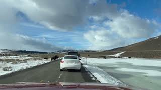 Lamar Valley. January-2024