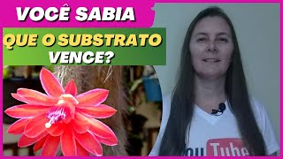 🐵COMO REPLANTAR CACTO RABO DE MACACO | Veja quanto tempo o substrato deve ficar no vaso.