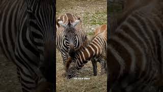 Are the stripes of each zebra different? #shorts #animals #subscribe