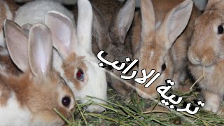 تربية الارانب كما يجب ان تكون ( الطريقة الافضل )