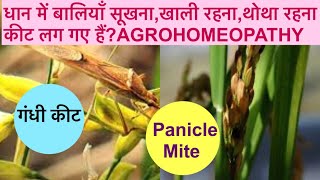 धान में बालियाँ सूखने की होमियोपैथीक दवा।dhan me baliyan sukhne se roken Homeopathy se#गंधी_कीट#prm