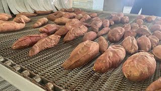 Amazing Oven-Baked Sweet Potatoes Production Line