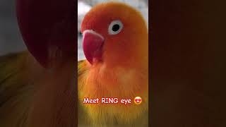 RING eye 😍 lovebird #subscribe #birds #fyp #love