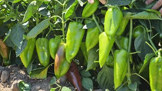 Experienced old man revealed the secret of planting perfect peppers