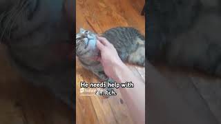 Three  legged cat has an itch #catvideos #catlover #catshorts #catlovers #catvideo #catmom #mycat