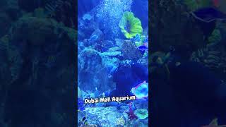 This is how Dubai Mall Aquarium Tunnel always remain CLEAN