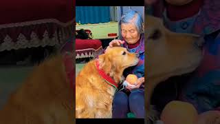 Smart animal😏🐕#animal #smartanimal #dog #viral #shortvideo