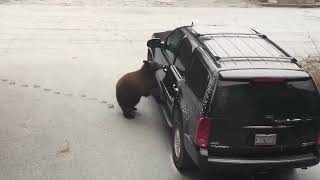 Bears are getting smarter