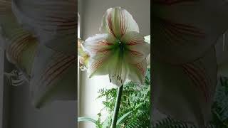 Indoor amaryllis garden