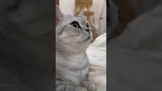 Sevimli kediler #cutecats #kediler #kedivideoları #catsvideo #catsshorts