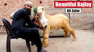 Beautiful Kajlay Chatray Of Ali Zafar | Breeder Kajlay Lahore 2024 | Bakra Mandi